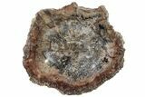 Large, Polished Petrified Wood Dish ( lbs) - Madagascar #221161-1
